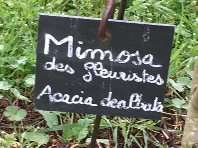 Explore the Mimosa Trail in Grasse