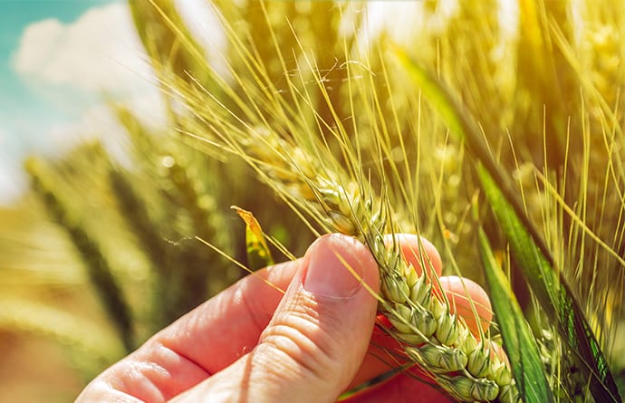 2_column_Services_Wheat