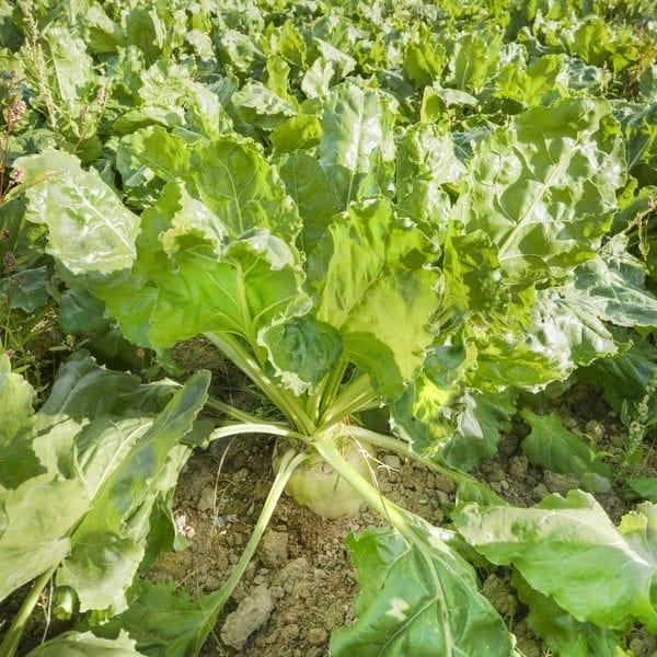 Beta-vulgaris