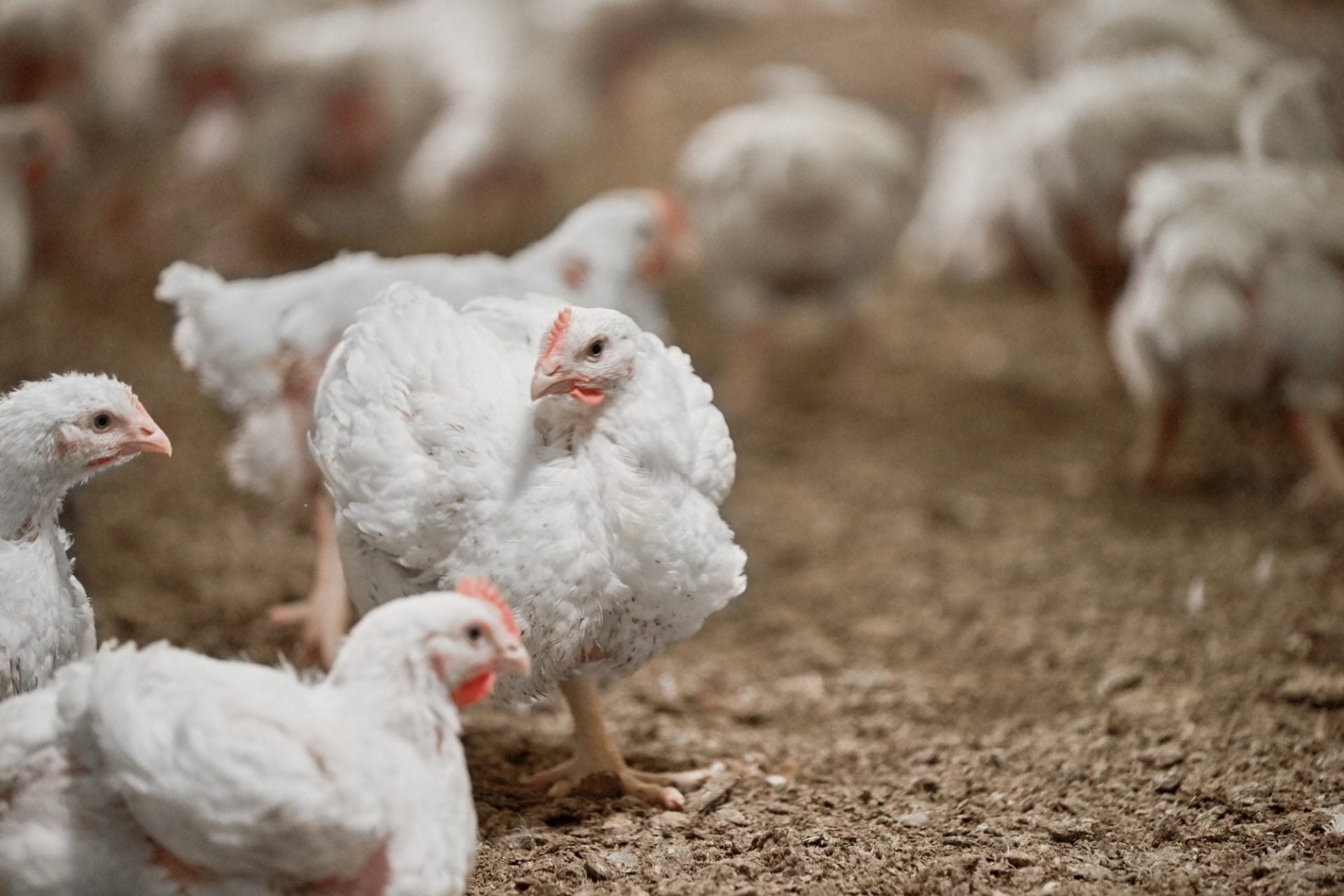 White broiler chickens standing and walking on litter inside a commercial poultry house, with one bird in sharp focus in the foreground and a flock visible in the background.
