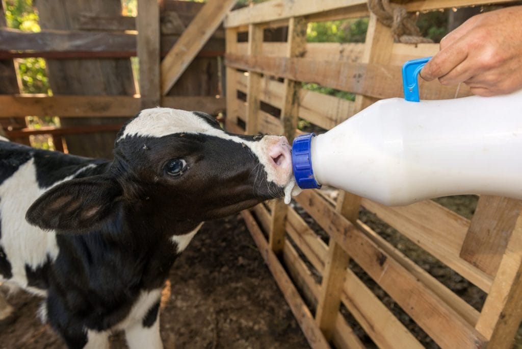 Calf