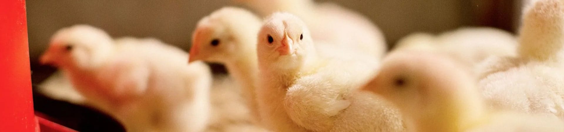 Chick-min (1)
