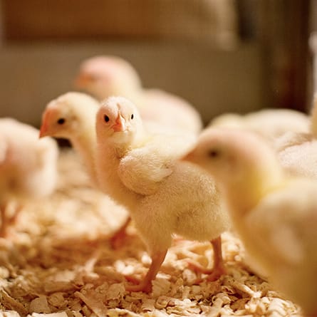 Chick