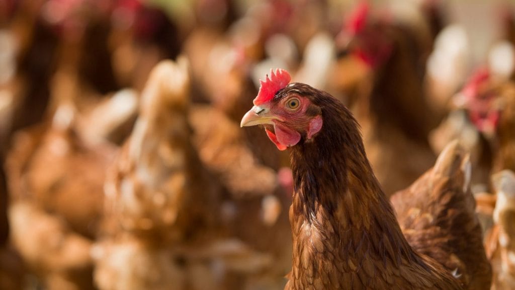 Cockerel