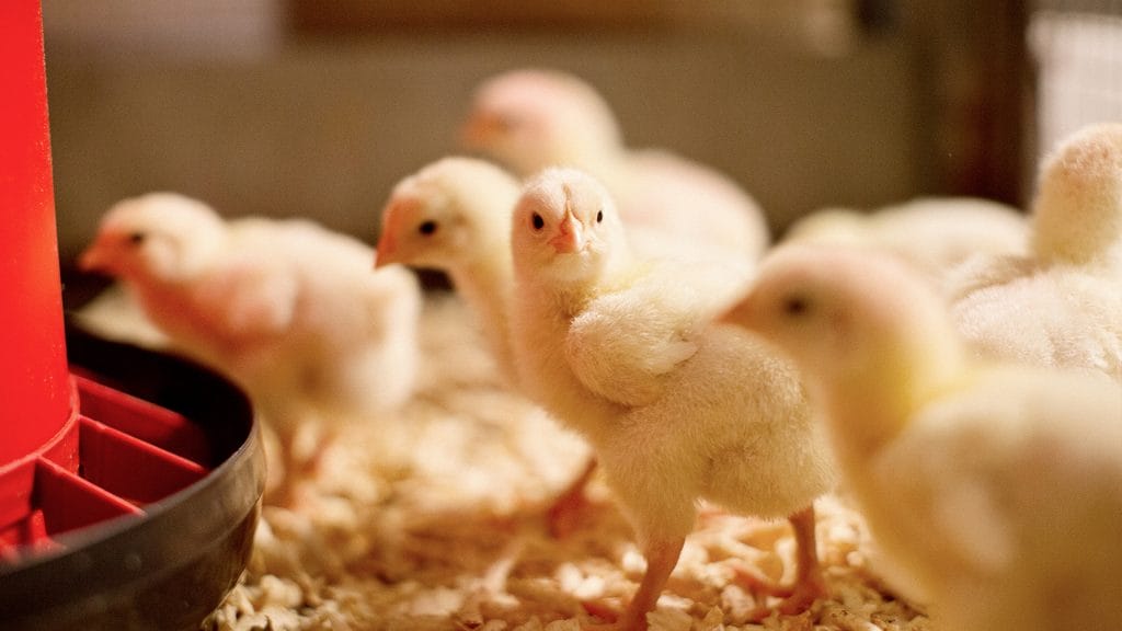 Poultry_Header_images__1920_x_1080