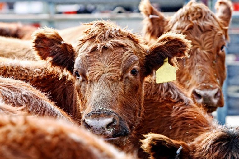Ruminant