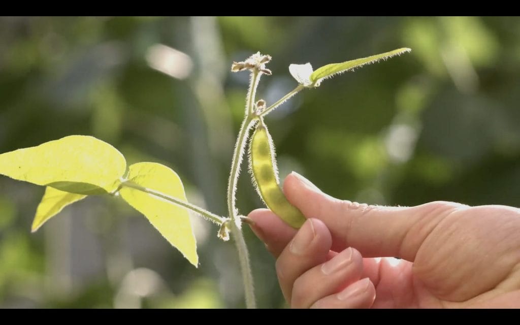 Strengthening Soy Traceability