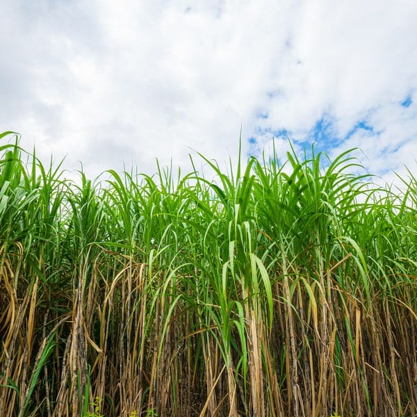 sugar cane