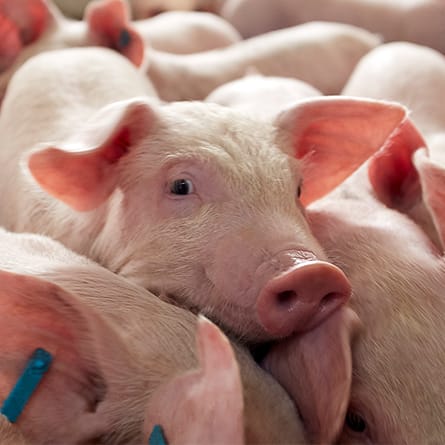 Swine