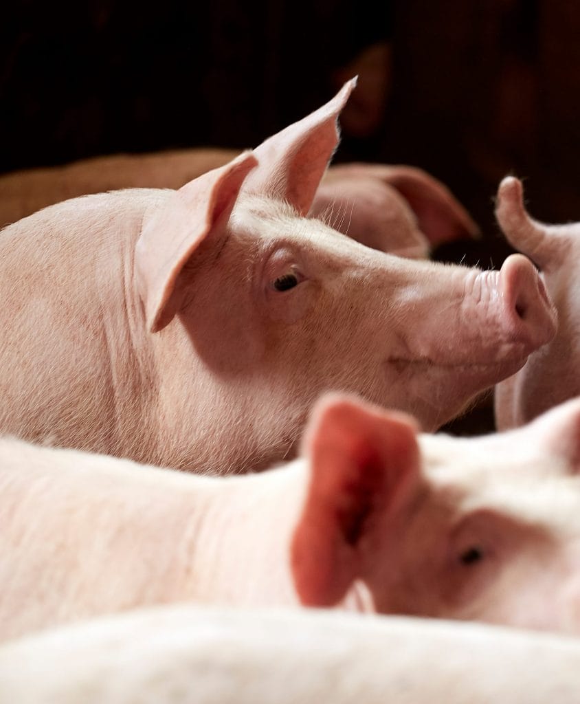 Swine