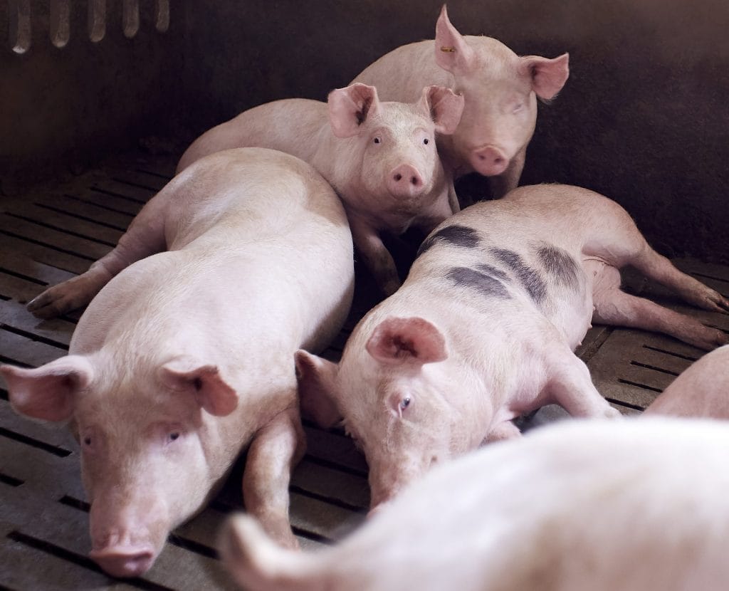 Swine_3