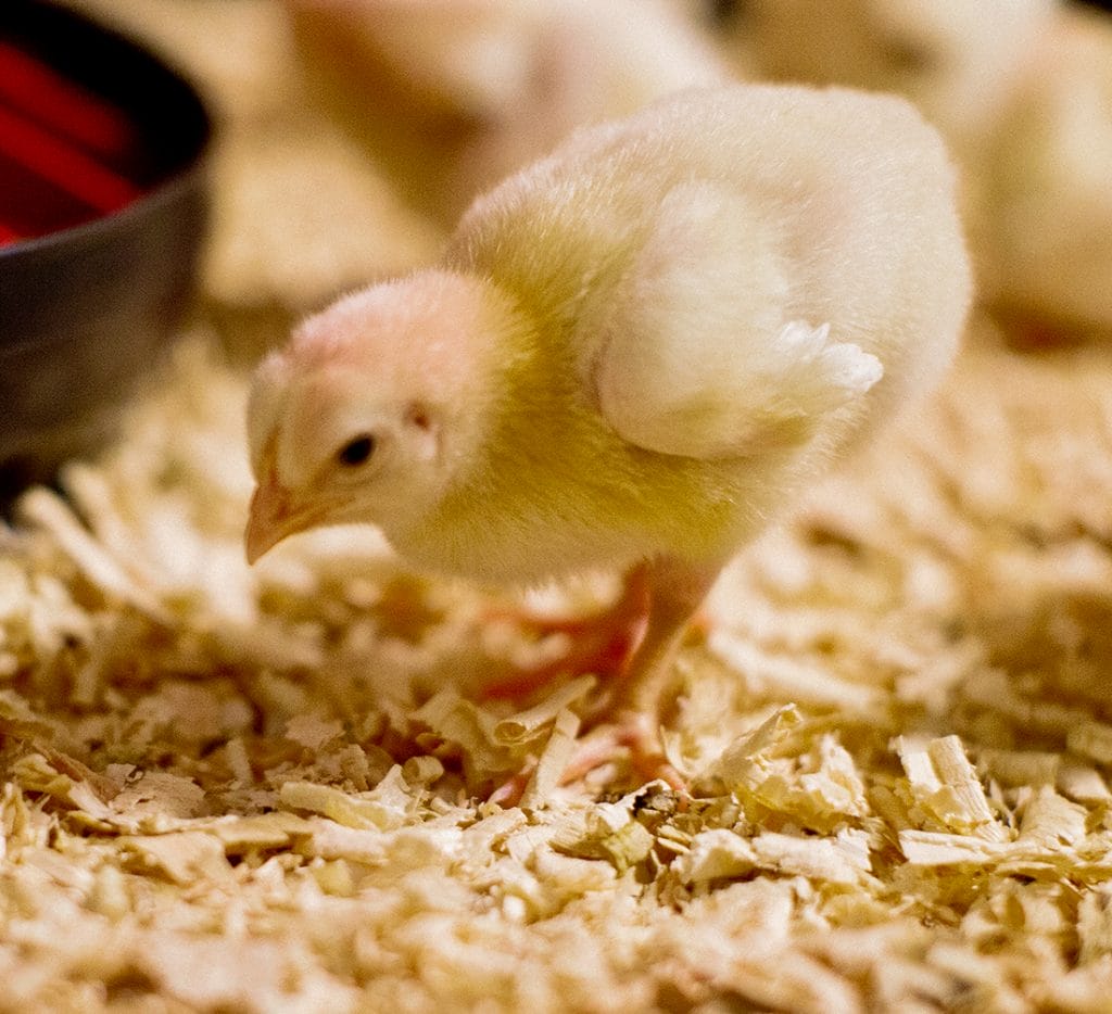 SyncraAVI_chick