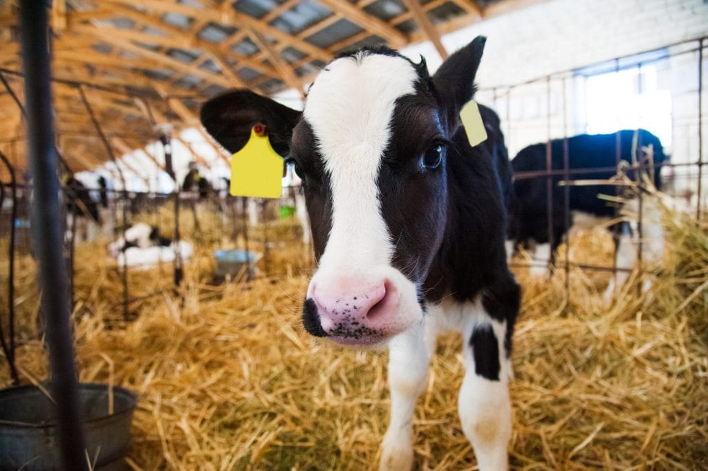calf_1
