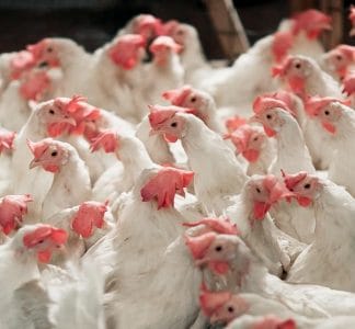 chicken