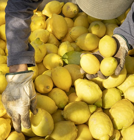 citrus