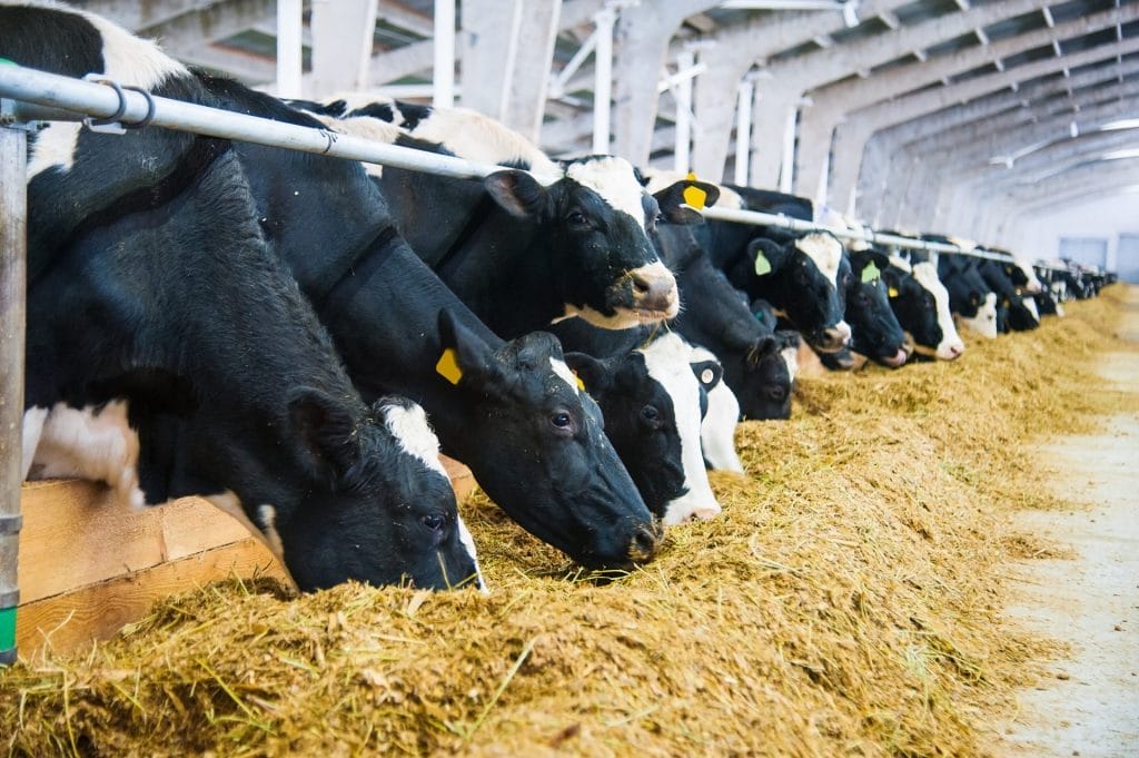 cow_1