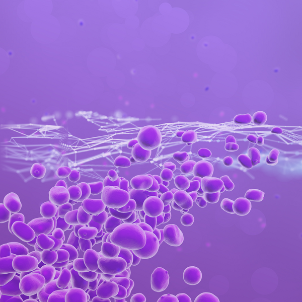csm_Xcelis-Yeasts-Key-Visual-Sapphire-Robust_V2-clipped_2