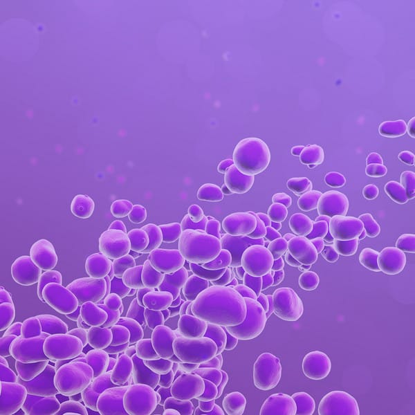 csm_banner_Yeasts