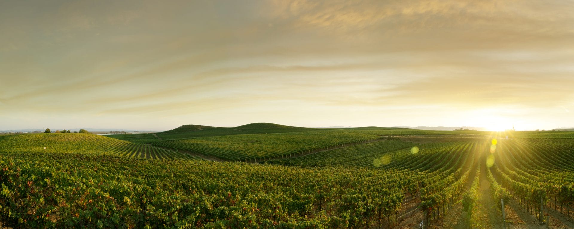 fields