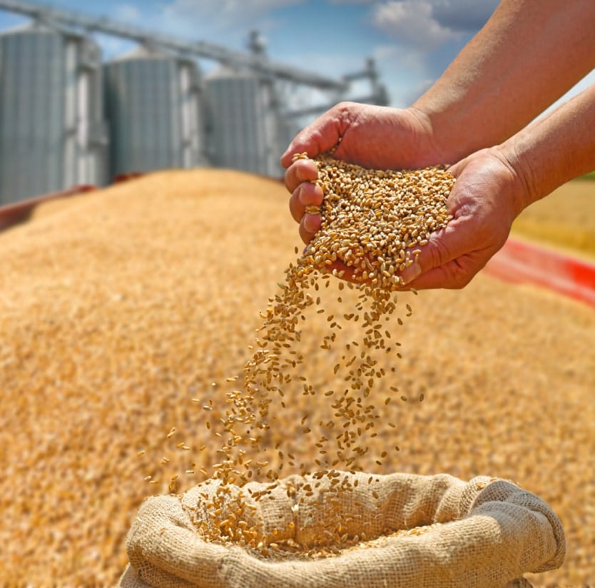 grain processing