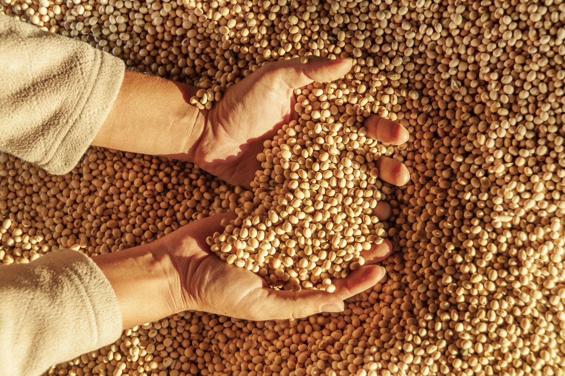 Soy beans