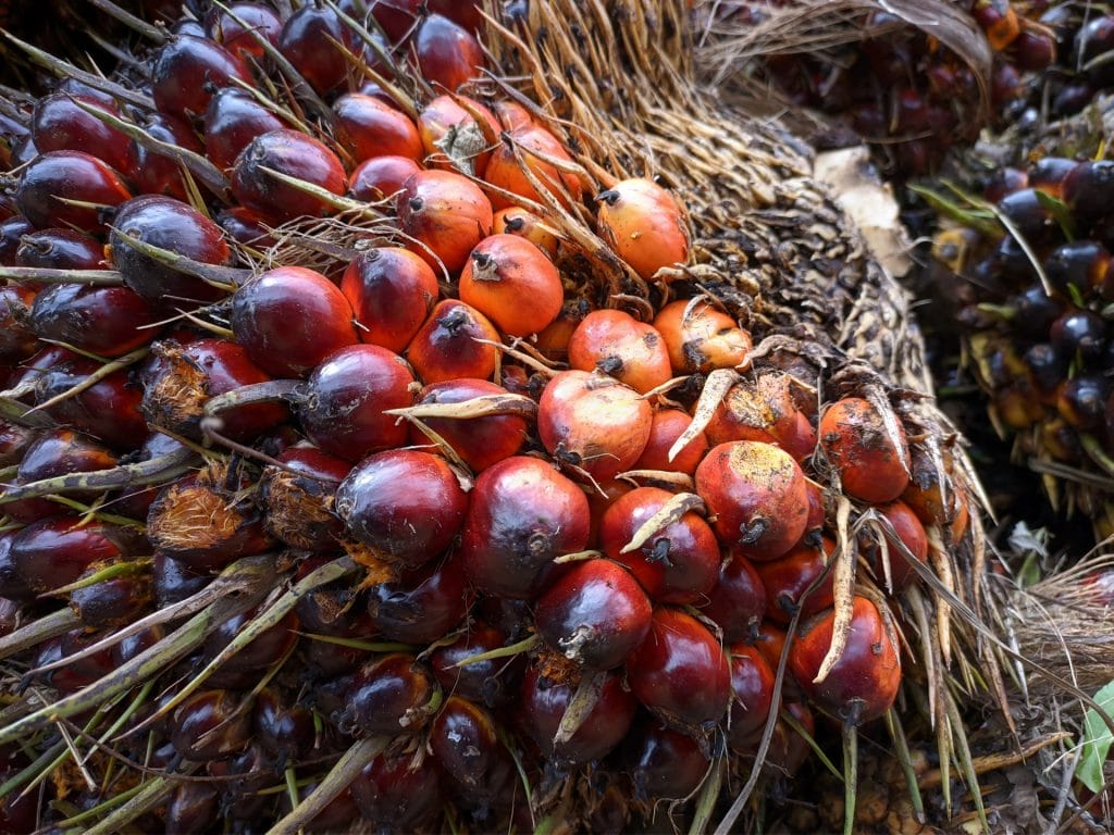 Certifying palm oil