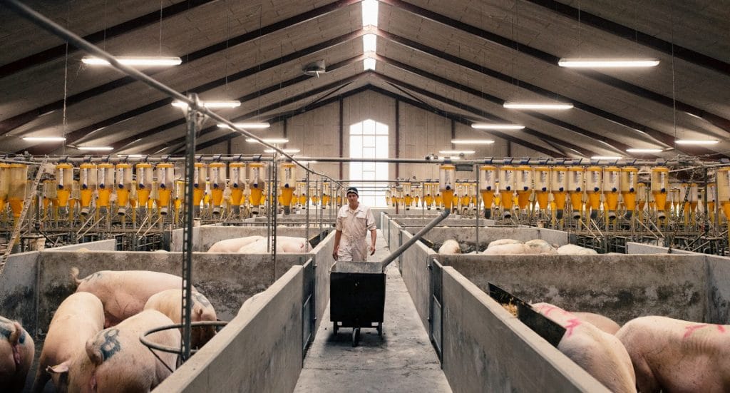 pig_farm_1