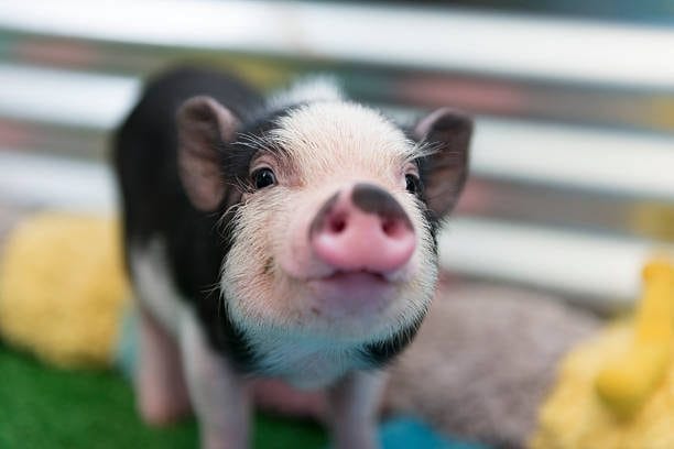 piglet