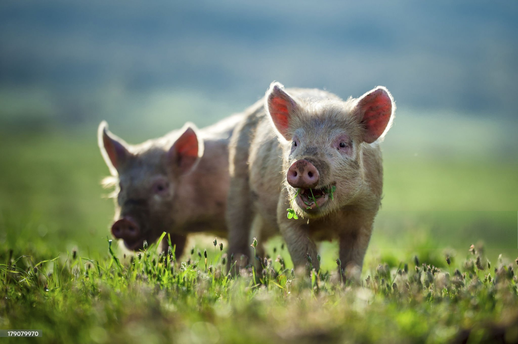 pigs