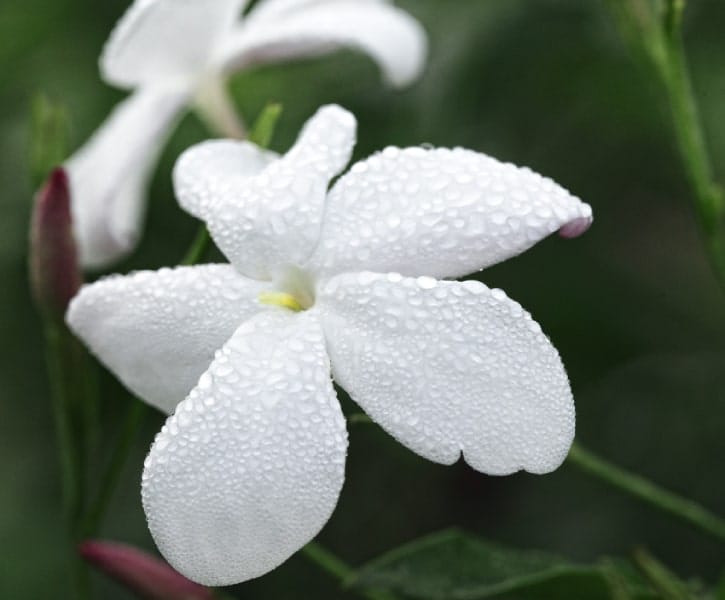 jasmine absolute