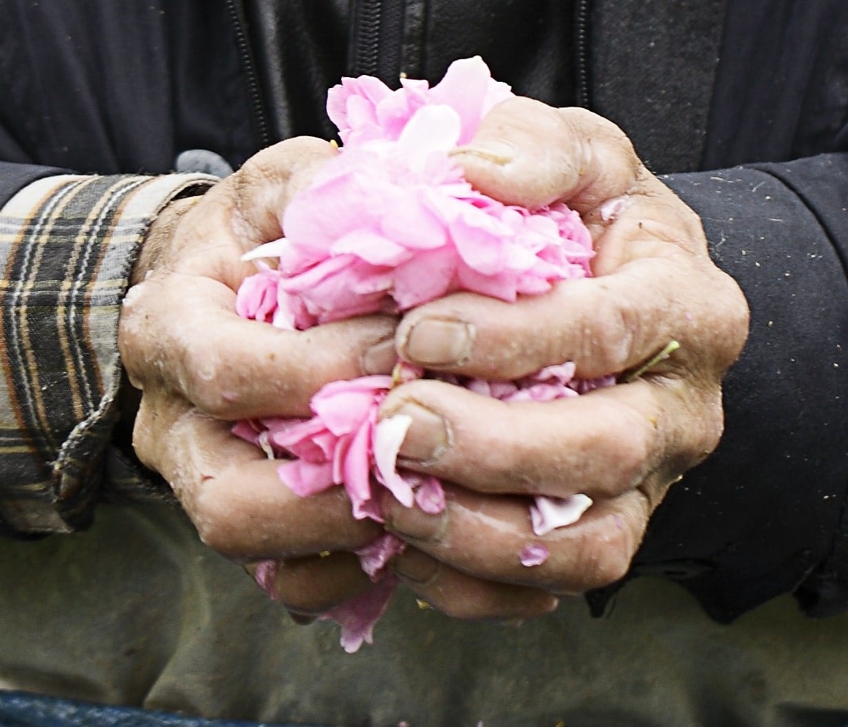 MG7734 hands rose