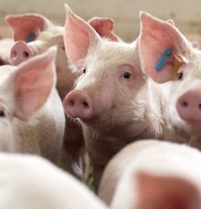 swine nutrition