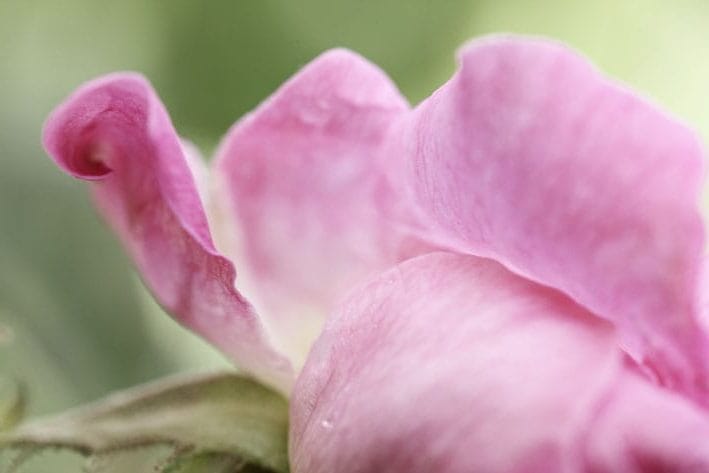 ROSE_TURQUIE