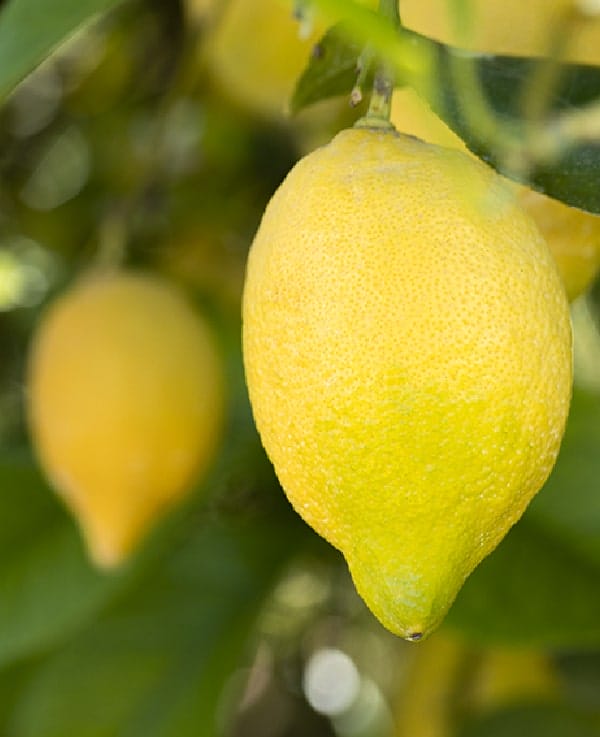 lemon