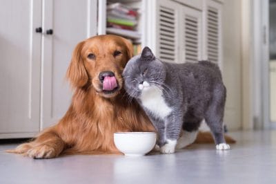 pets nutrition