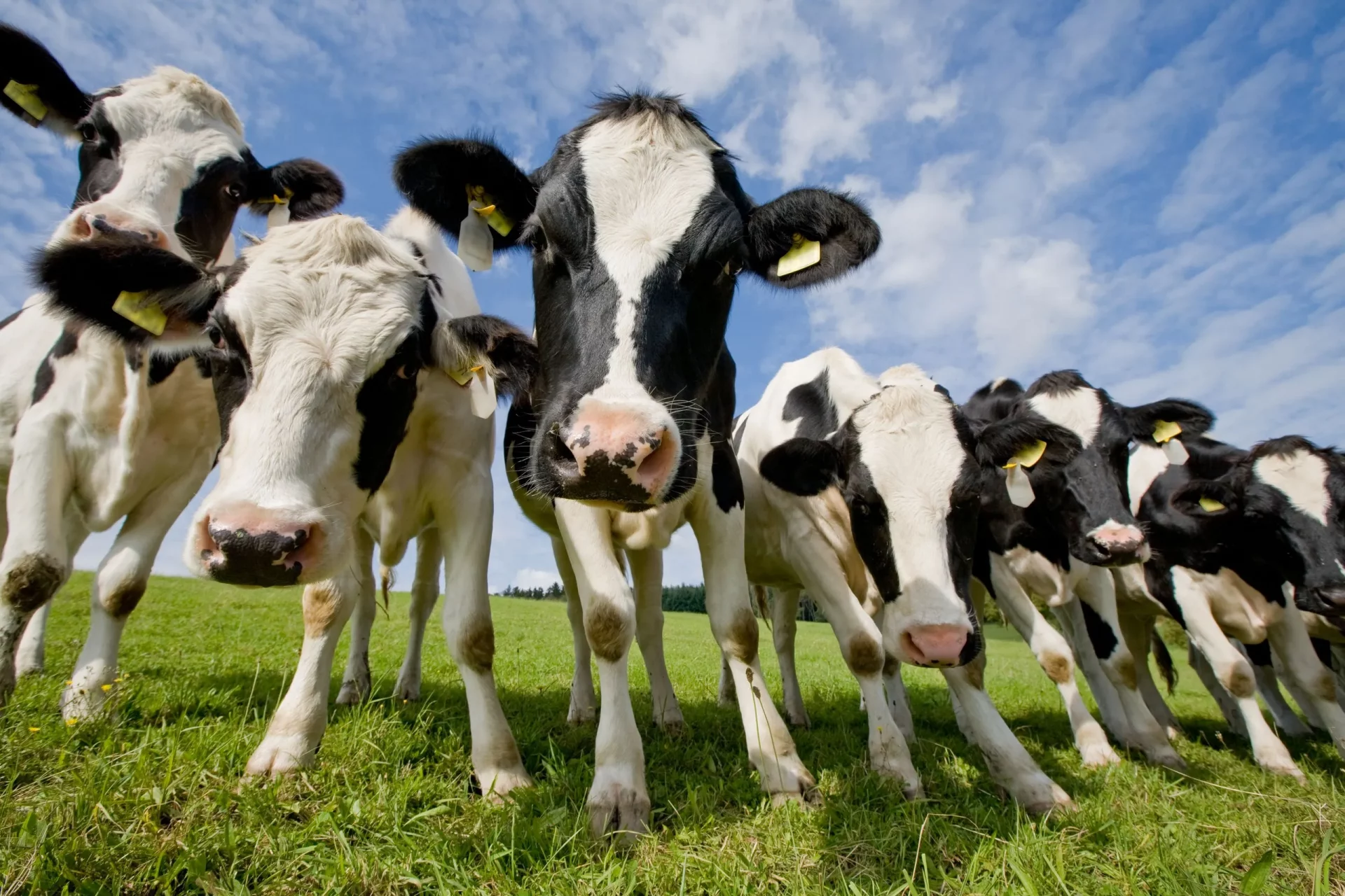ruminant