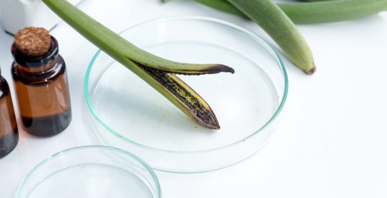 green vanilla pod on a glass petri dish on white table in lab settling. Vial of vanilla extract sits next to it