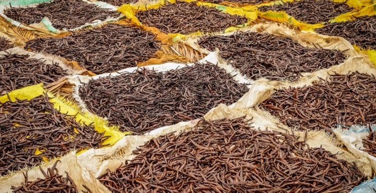 many rows of piles of vanilla bean pods on sheets, drying