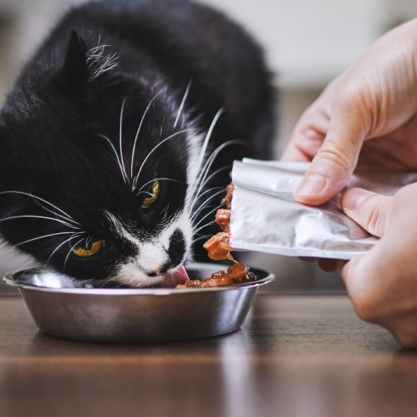 section5-pet-nutrition-min