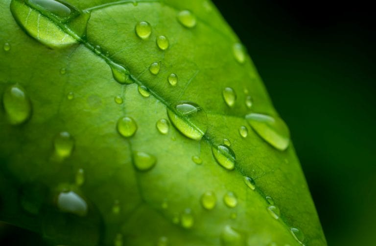 shutterstock_green
