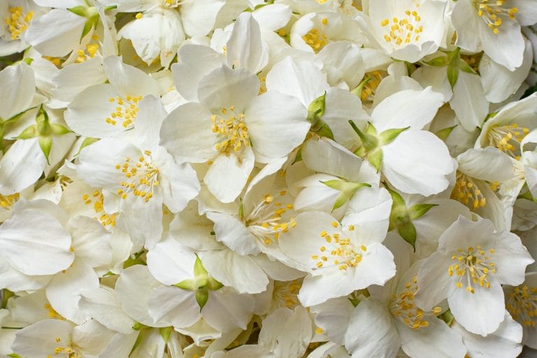 shutterstock_jasmine