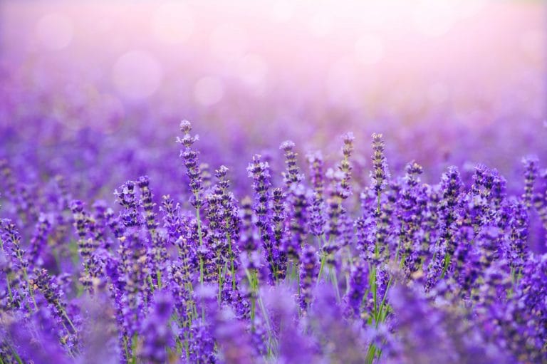 shutterstock_lavender