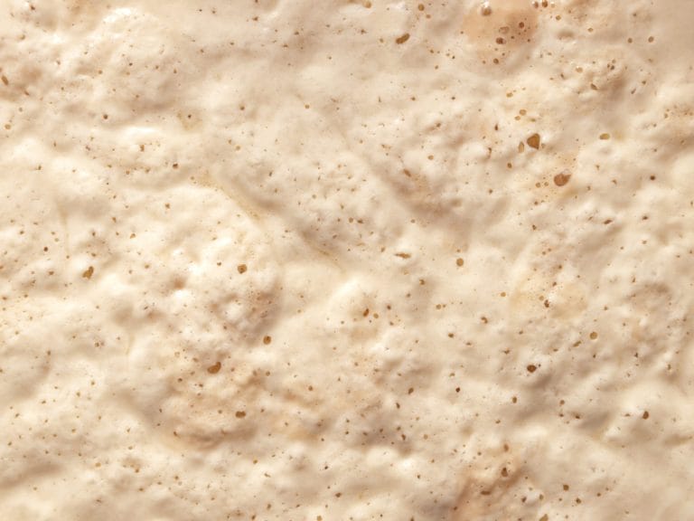 shutterstock_tallow