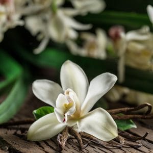 Vanilla flowers and vanilla beans, all sitting on a table