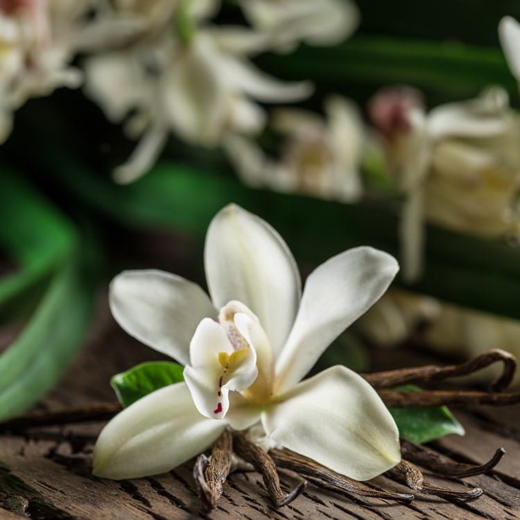 shutterstock_vanilla-min