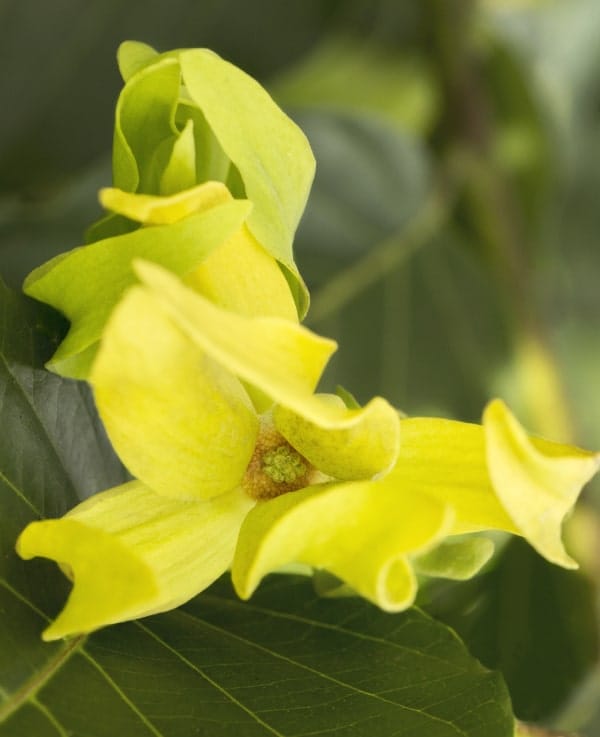 ylang