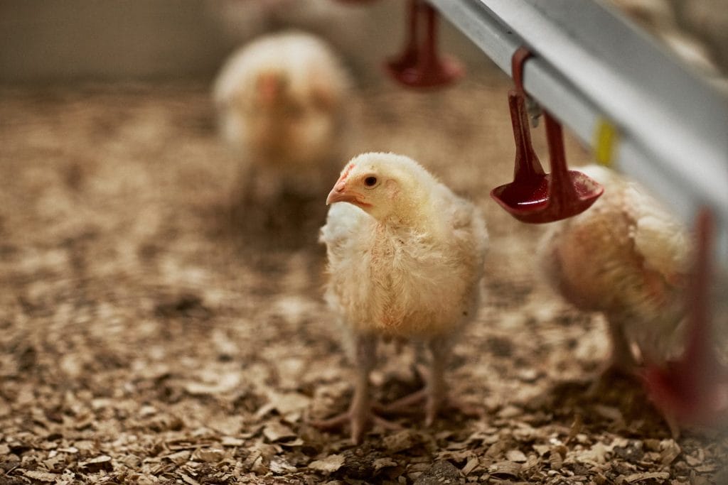 Healthy chicks drinking from a waterline system enhanced with Enviva® DUO technology.