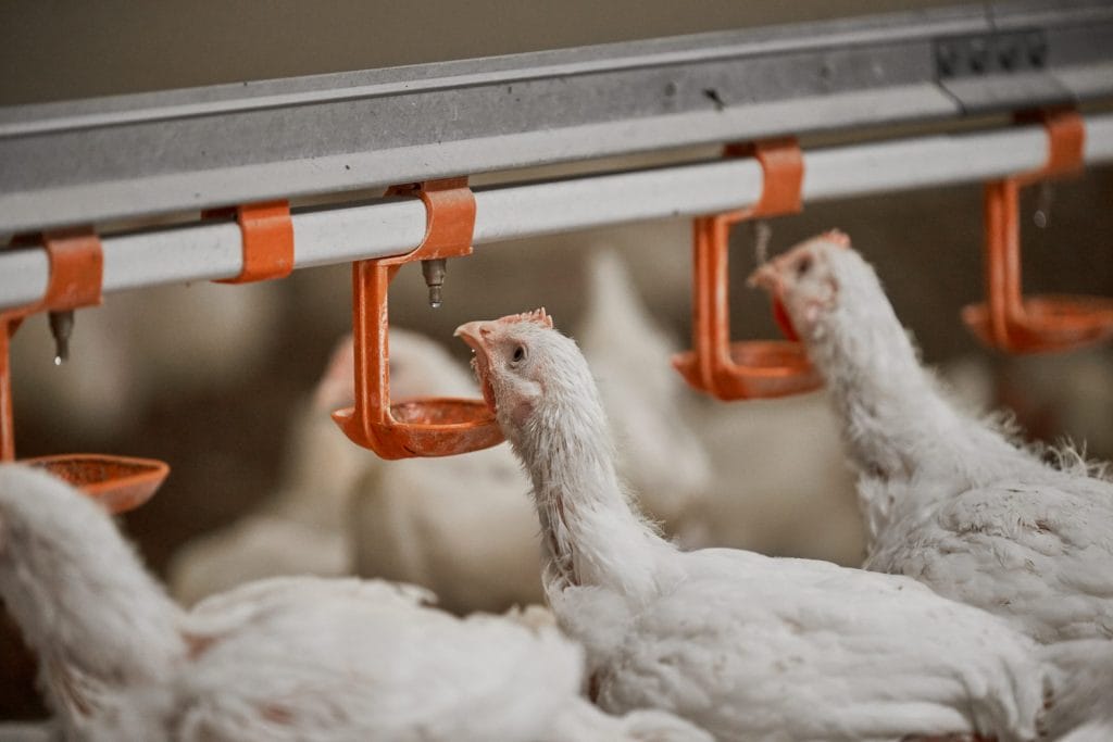 Adult chickens in a poultry house benefiting from Enviva® DUO's targeted waterline delivery.