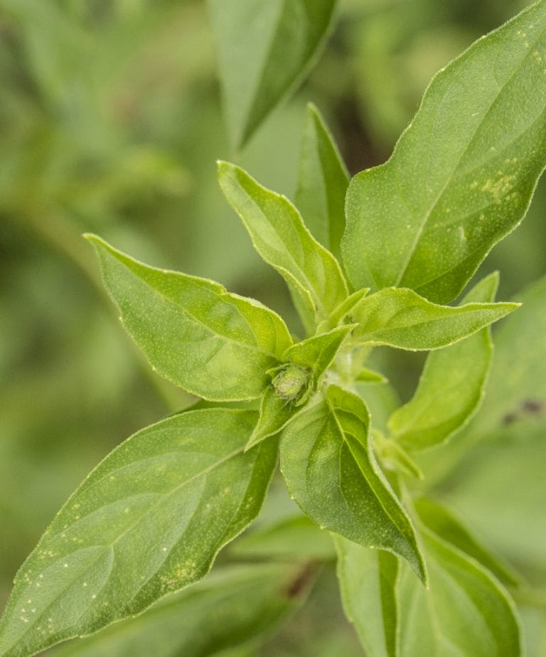 BASIL