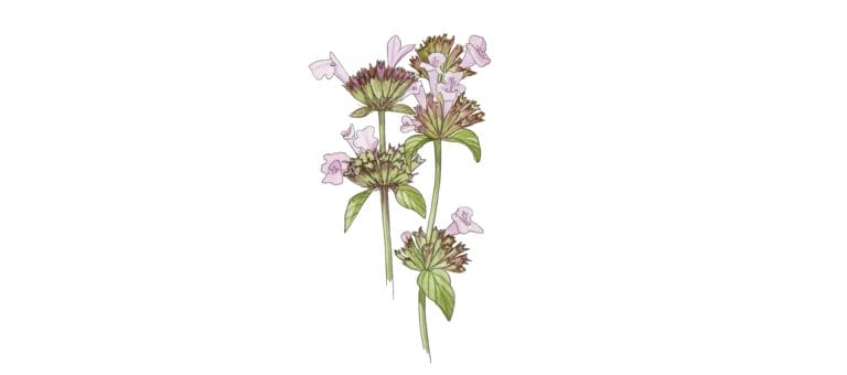 BASIL